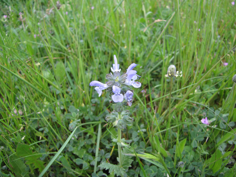 Salvia clandestina